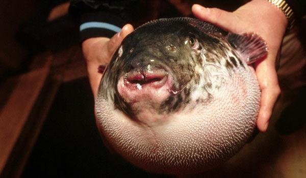 ஆபத்தை விளைவிக்கும் தன்மையினாதாகும்