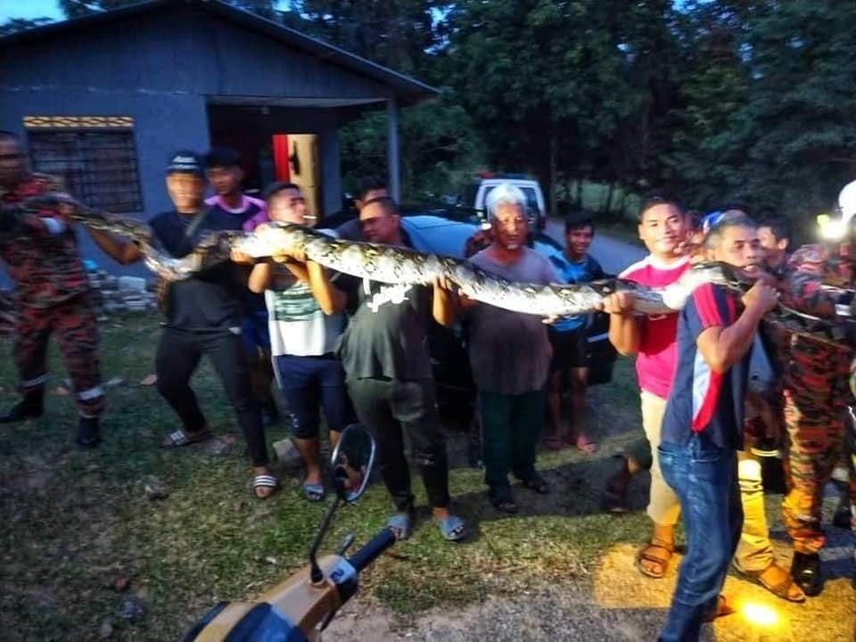 ராட்ஷச மலைப்பாம்பு பிடிபட்டது