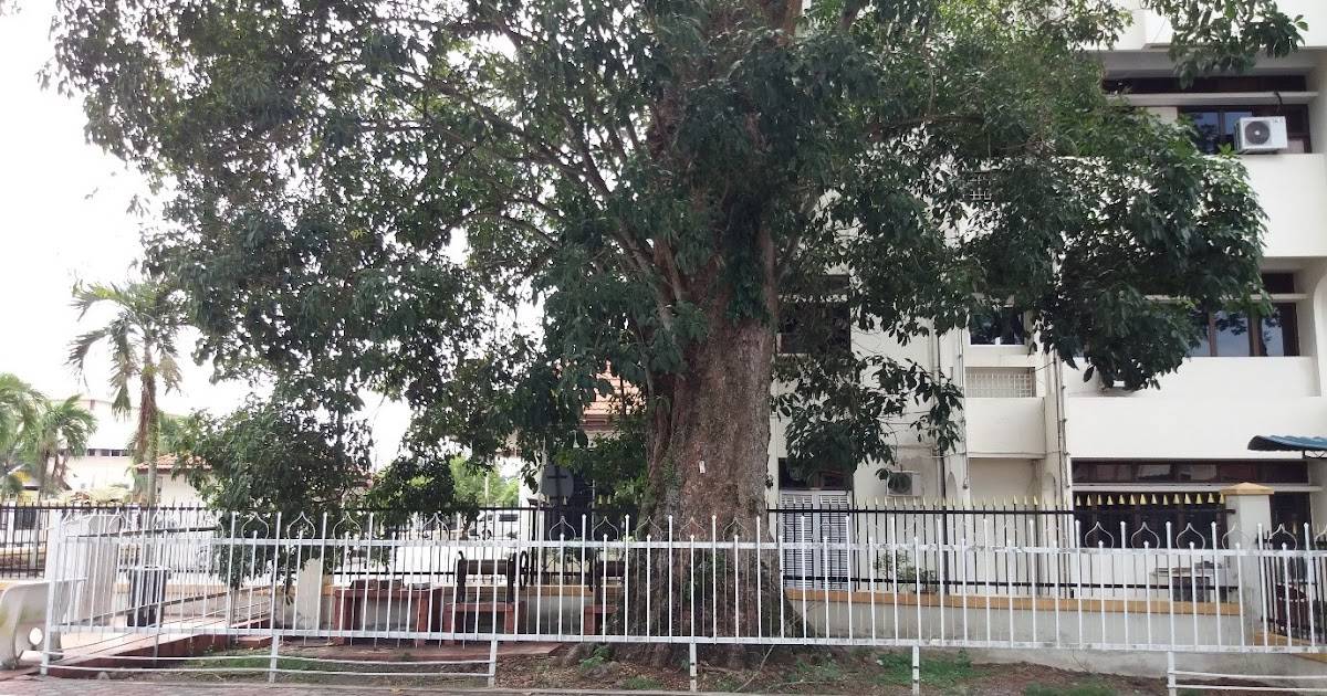 கோலக்கங்சாரில் முதல் ரப்பர் மரம்