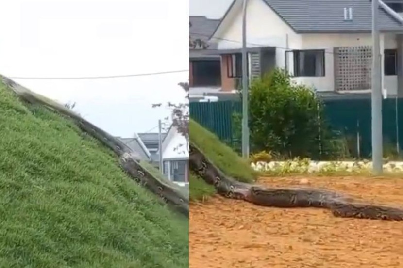 அது அநாகொன்டா ராட்ஷச பாம்பா?தீயணைப்பு படையினர் விளக்கம்