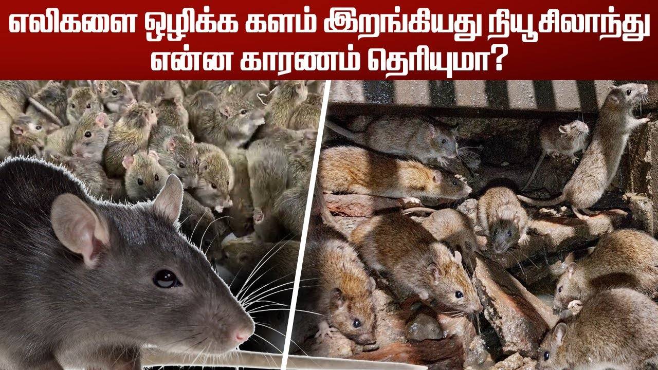 நாட்டிலுள்ள எலிகளை அழிக்கும் முயற்சியில் நியூசிலாந்து... என்ன காரணம் தெரியுமா?