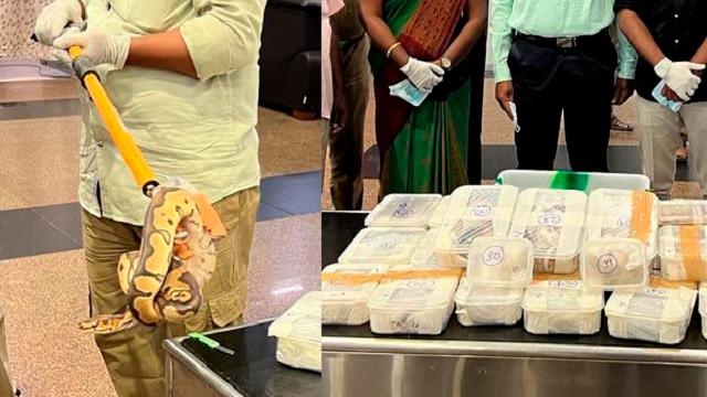 திருச்சி விமான நிலையத்தில் 47 மலைப்பாம்புகளுடன் பிடிபட்ட பயணி