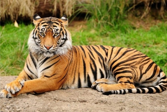 நான்கு இடங்களில் புலி தோற்றம் தந்துள்ளது