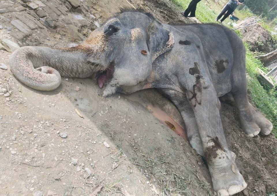 86 வயது யானை இறந்தது