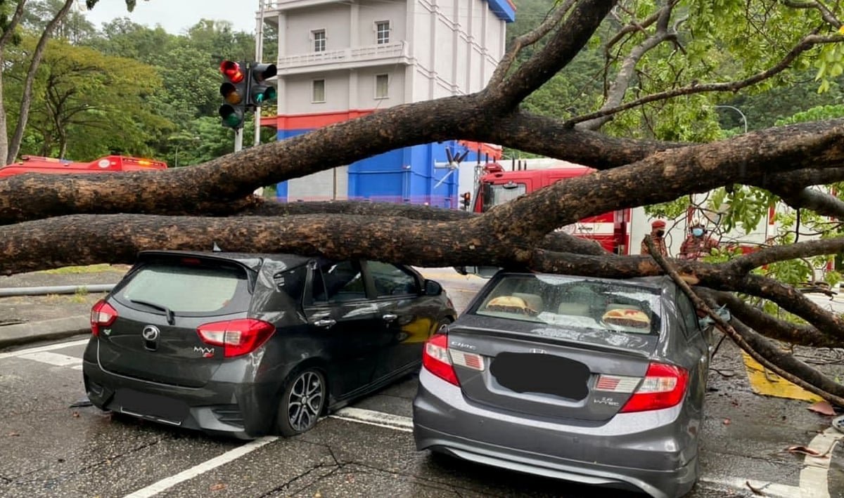 மரம் பெயர்த்துக்கொண்டு விழுந்ததில் இருவர் உயிர் தப்பினர்