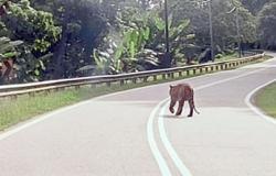 ​மீண்டும் புலி நடமாட்டம், மக்கள் பீதியில் ​மூழ்கினர்