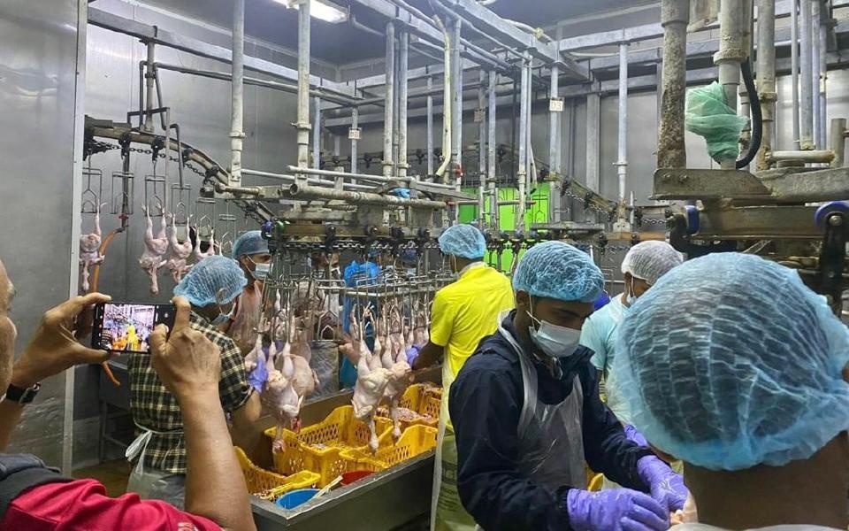 பத்து கேவ்ஸில் 3 கோழி பதப்படுத்தும் தொழிற்சாலைகள் அழிக்கப்பட்டன