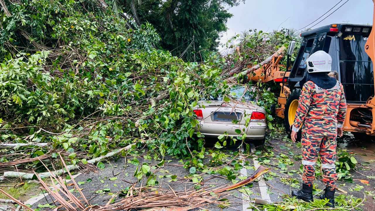 காரின் மீது மரம் விழுந்ததில் முதியவர் உயிரிழந்தார்