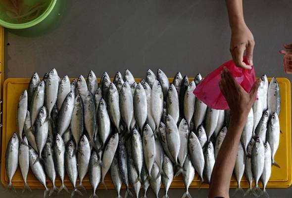 மீன்கள் போதுமான அளவில் இருக்கின்றன - விலையை உயர்த்த வேண்டாம் !