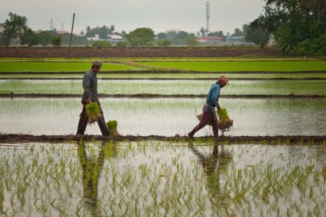 விவசாயிகளுக்கு நற்செய்தி - அக்மால்