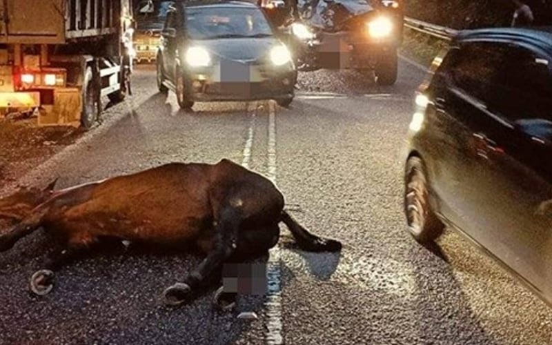குதிரை ஒன்று வாகனத்தினால் மோதப்பட்டு உயிரிழந்தது