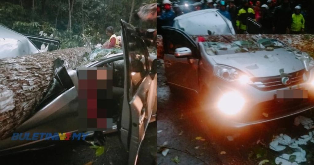 கார் மீது மரம் விழுந்ததில் பெண்மணி மரணம்