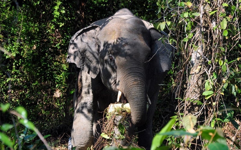 புலியைத் தொடர்ந்து குவா மூசாங்கில் யானையால் தொல்லை