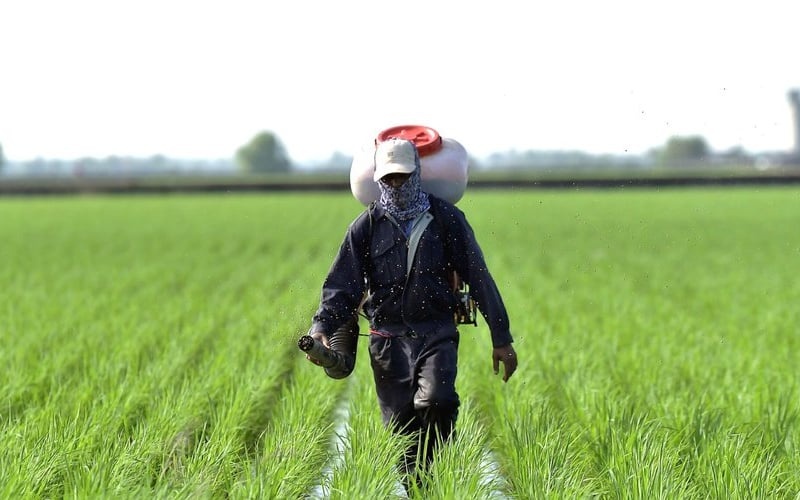 விதை நெல்லை மறைத்து வைத்தால் கடுமையான நடவடிக்கை எடுக்கப்படும் !