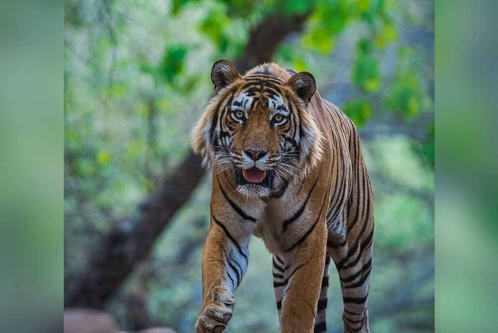 புலியை மோதிய ஆடவருக்குக் காயம் !