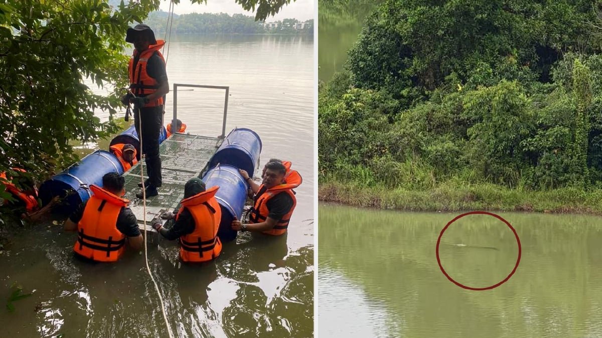 முதலையை பிடிக்க பொறி ஏற்பாடு