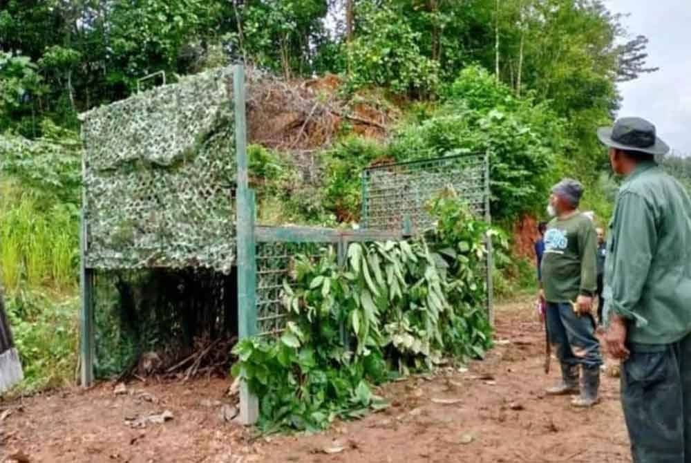 வரிப்புலி வலையில் சிக்கியது
