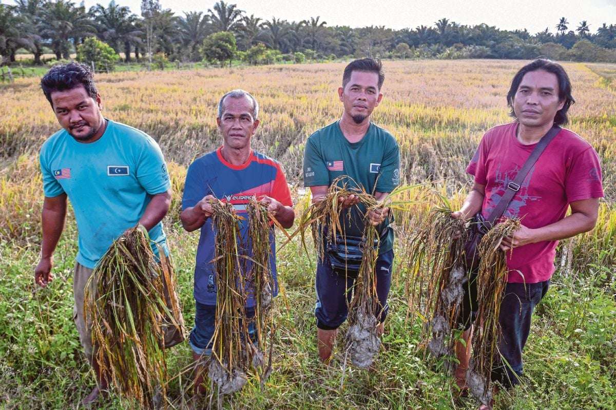 நெல் அறுவடை செய்ய முடியவில்லை, விவசாயிகள் பெரும் இழப்பு