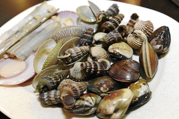 கிளிஞ்சல்கள் உண்பதை தவிர்க்குமாறு ஆலோசனை