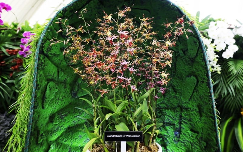 புது வகை ஆர்க்கிட் மலருக்கு டாக்டர் வான் அஸிசா பெயர்