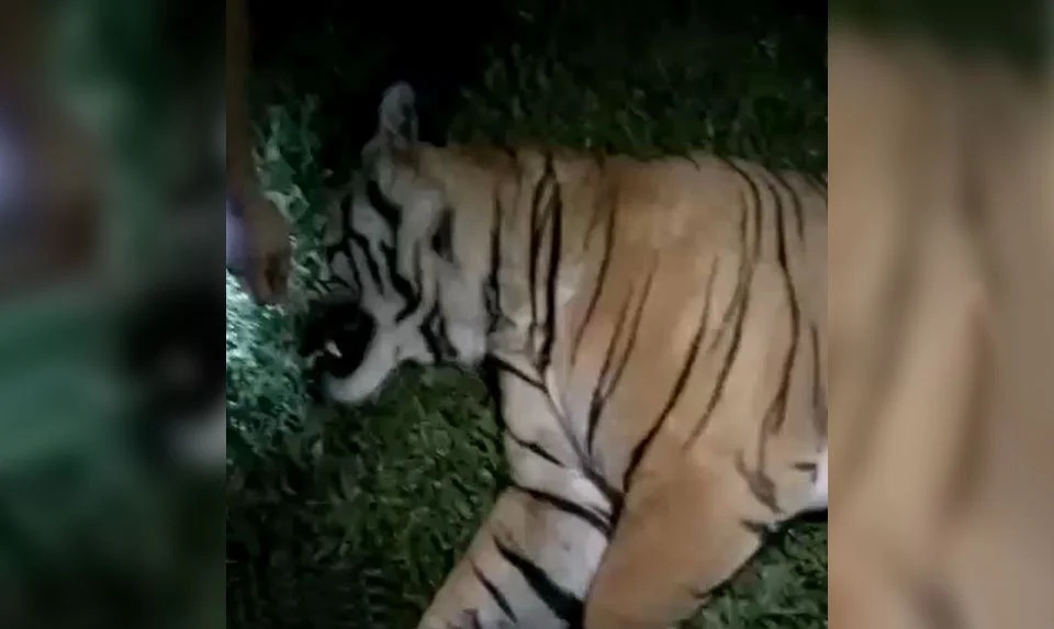 ட்ரெலர் - ரில் அடிப்பட்டு இறந்த புலி பாதுகாக்கப்படுகிறது