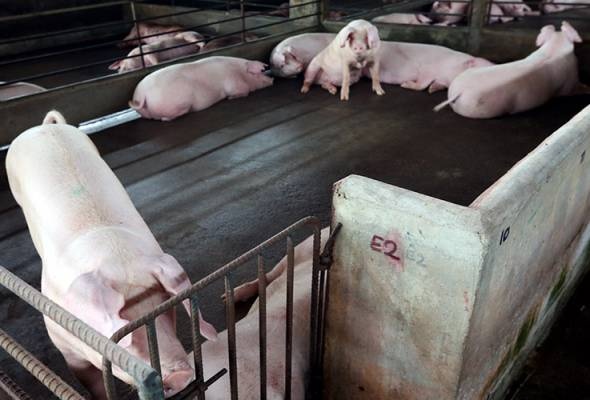 பேராவில் ஆப்பிரிக்க பன்றிக் காய்ச்சல்