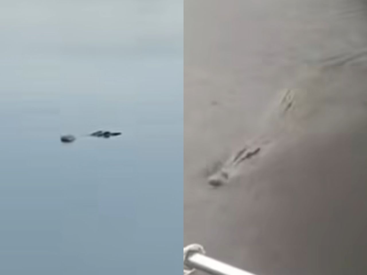 புத்ரி ஹார்போரில் முதலை கண்டெடுப்பு