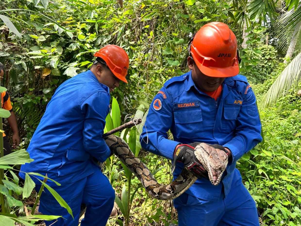 5 மீட்டர் நீளமுள்ள மலைபாம்பு பிடிபட்டது