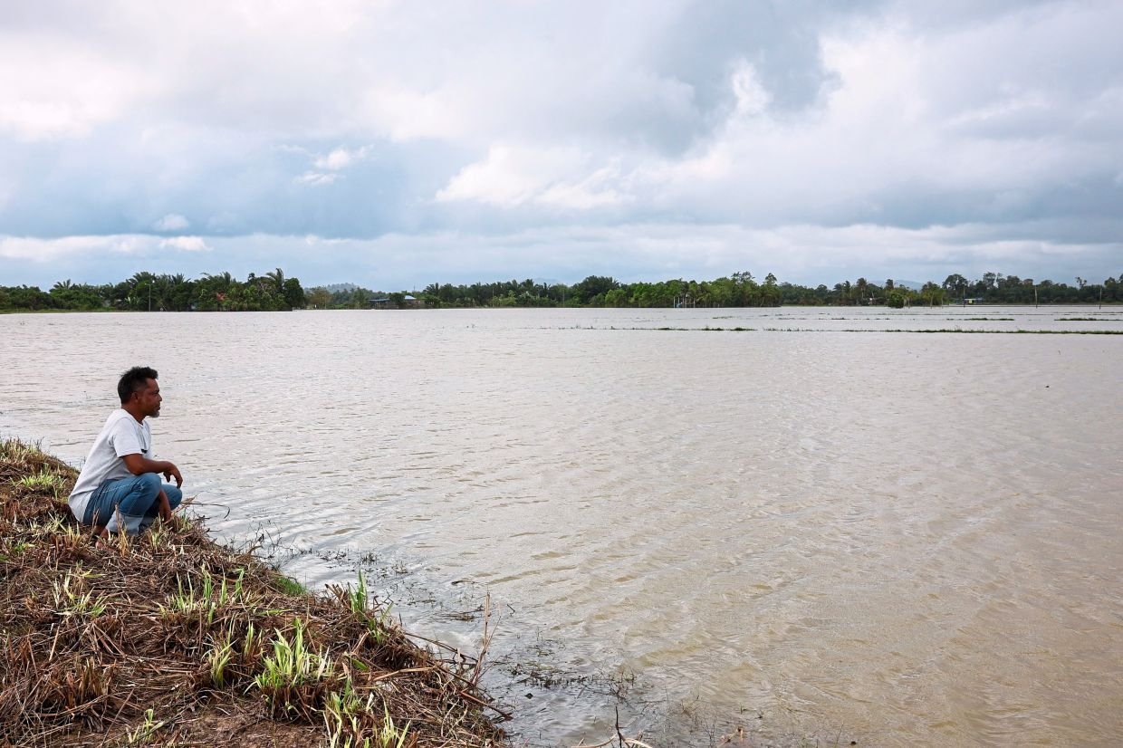 வெள்ளப்பெருக்கினால் நெல் விளைச்சல் பாதிப்பு