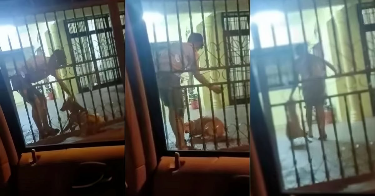 நாயை அடித்து காயப்படுத்திய ஆடவர் விசாரணை