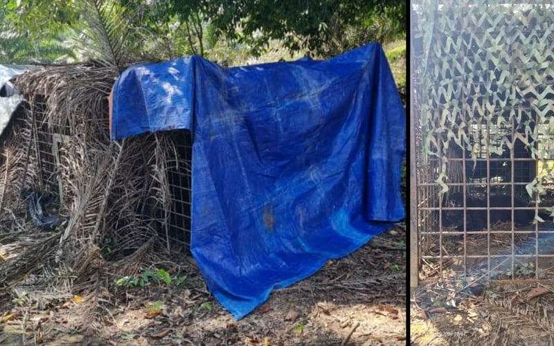 தேடப்பட்ட பெண் கருஞ்சிறுத்தைபிடிப்பட்டுவிட்டது