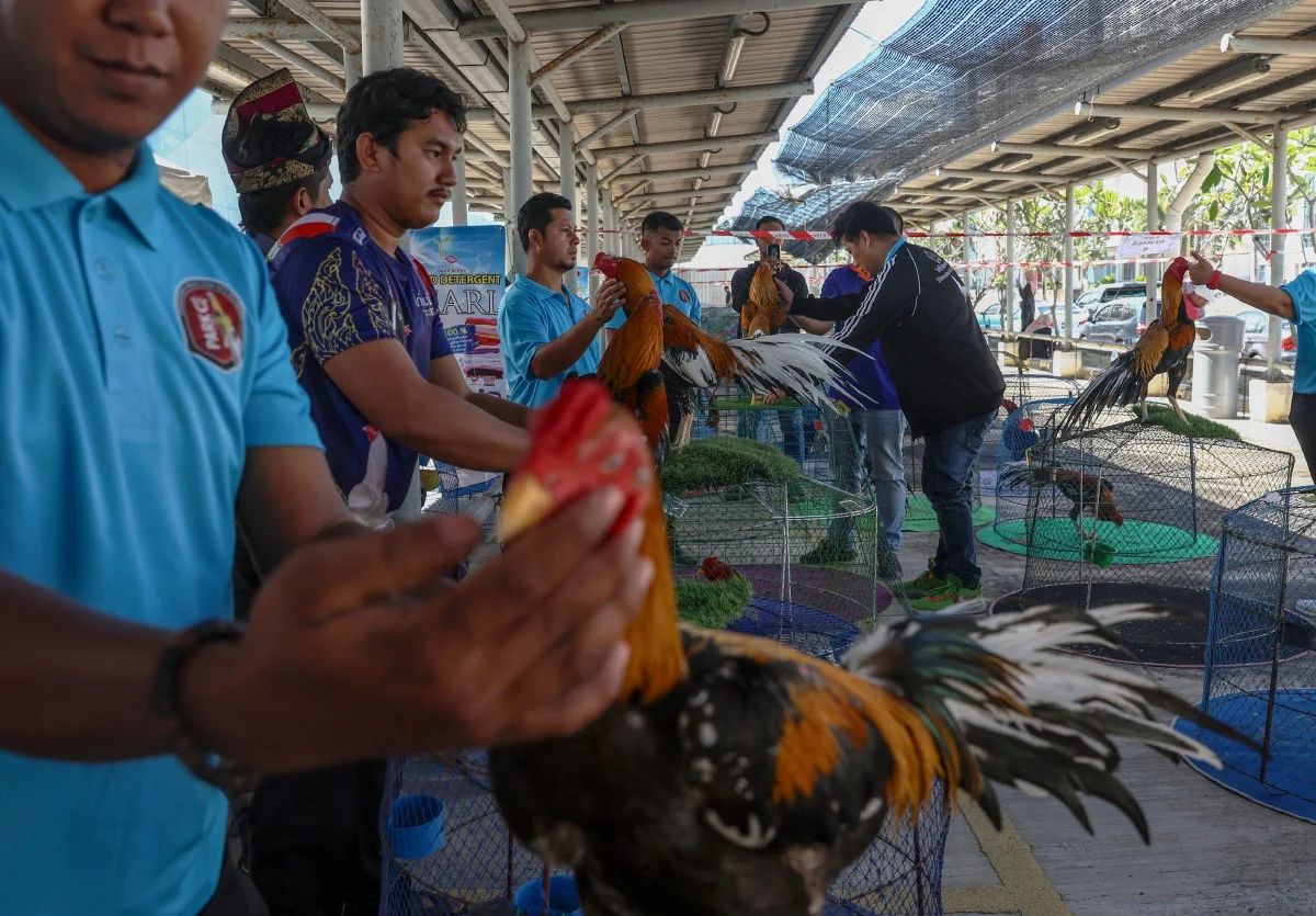 கிளந்தானில் அடுத்த ஆண்டு முத‌ல் கோழி சண்டை போட்டி