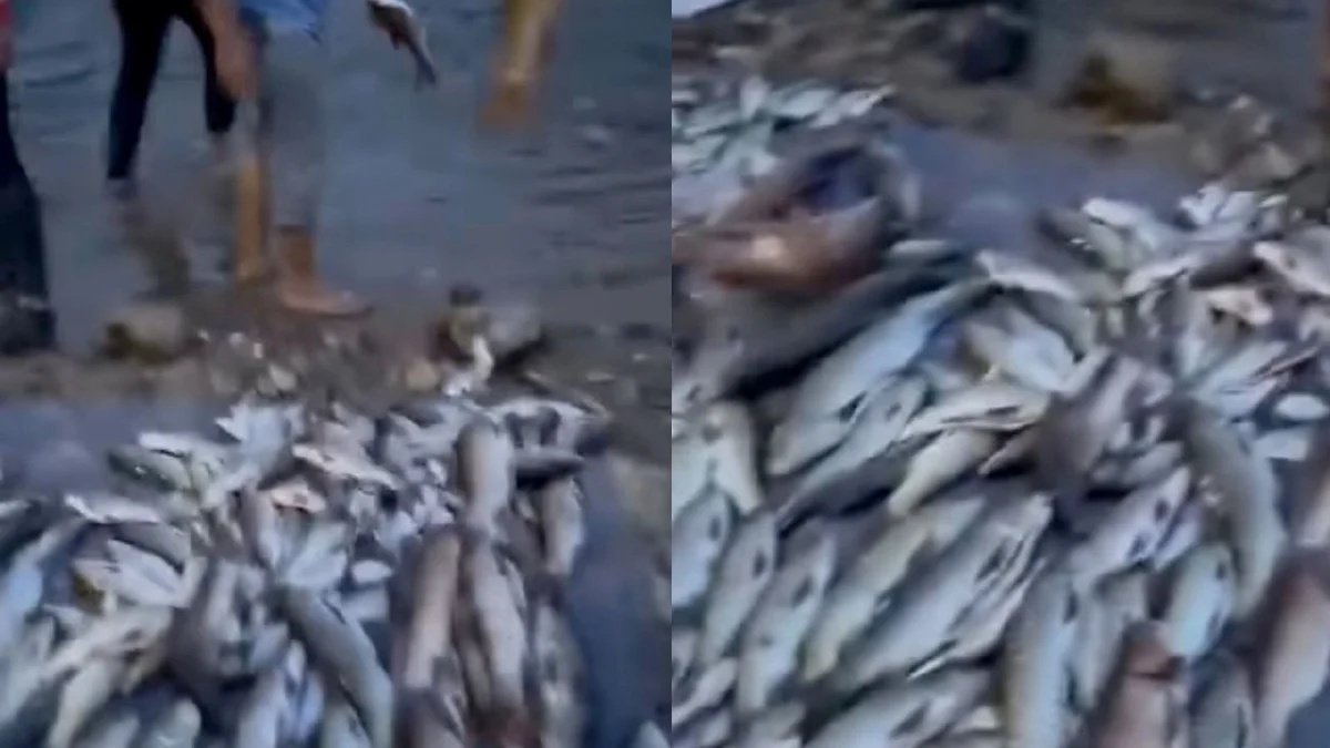 மீன் குவியல் வைரலானதை குறித்து மீன்வளத்துறை விசாரணை