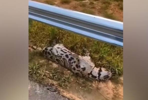 WCE நெடுஞ்சாலையில் உயிரிழந்த நிலையில் சிறுத்தை