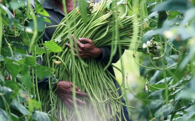 காய்கறிகள் விநி​யோகத்தில் அந்நிய நாட்டவர்கள் ஆதிக்கமா?