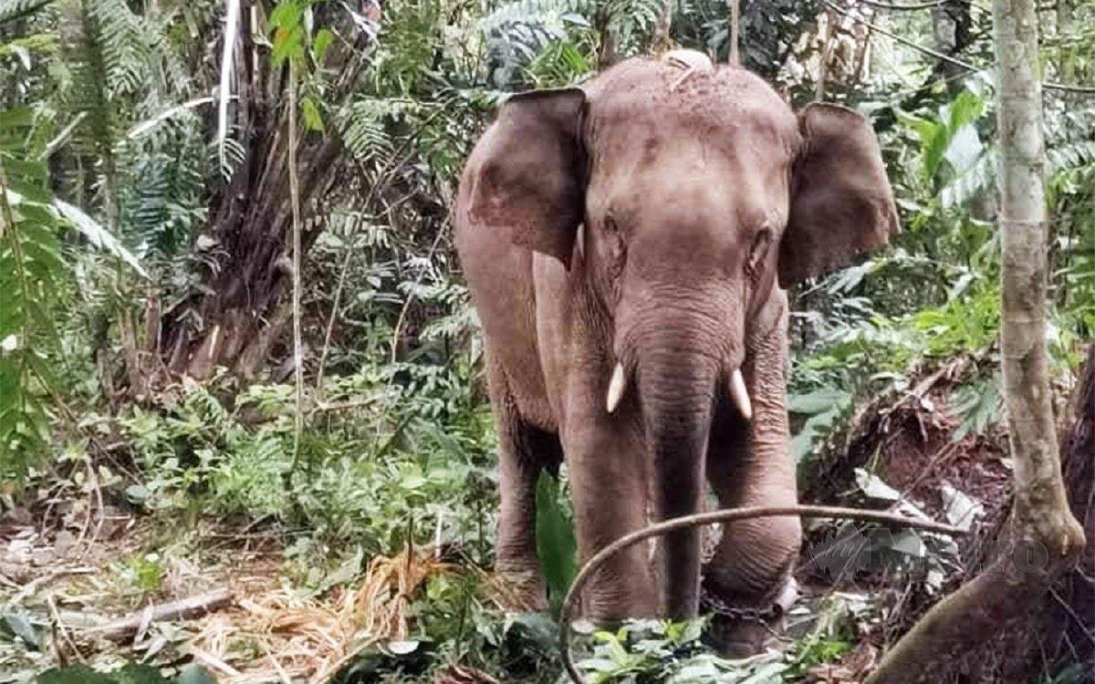 ஆடவர் யானை தாக்கி கடும் காயத்திற்கு இலக்கானார்