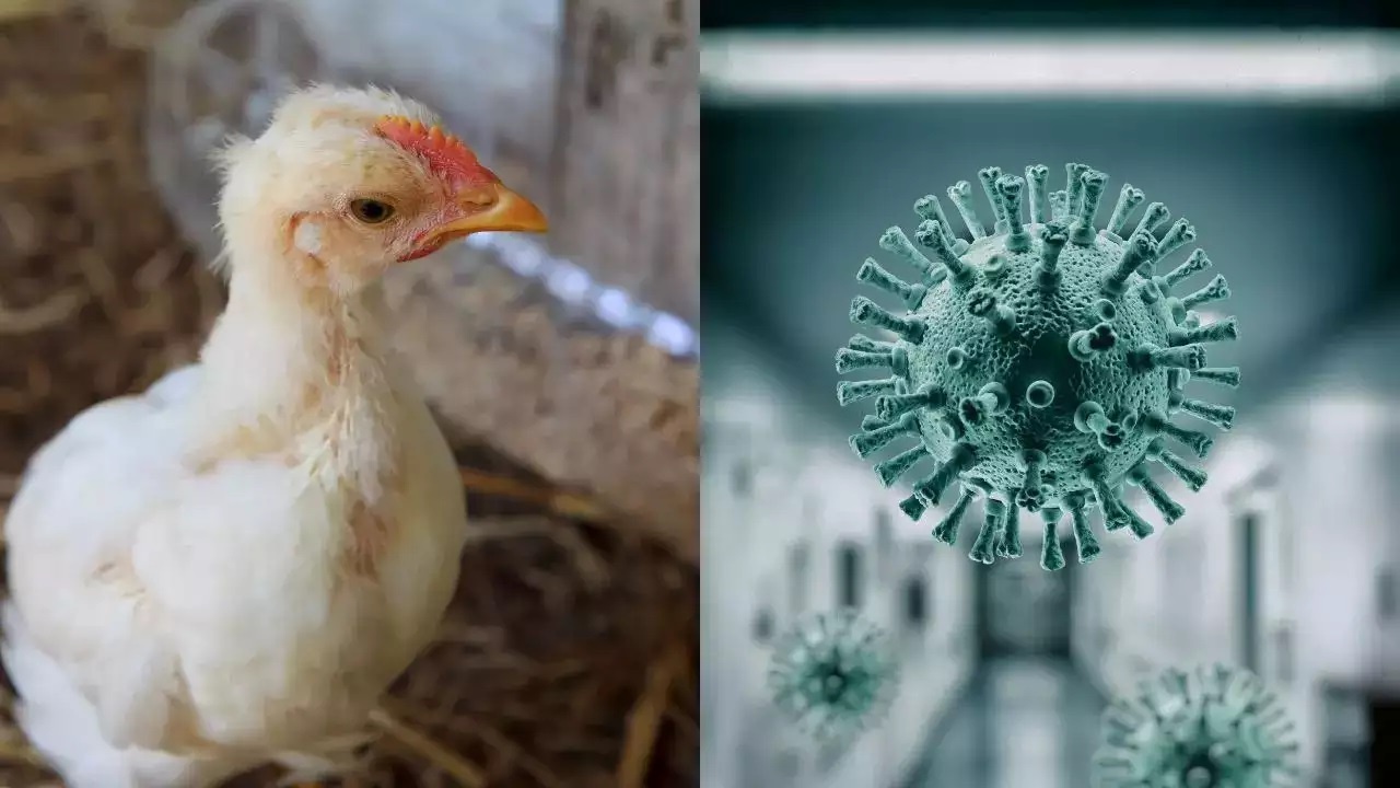 H5N1 பறவைக் காய்ச்சல் கொரோனாவை விட அபாயமான பெருந்தொற்று