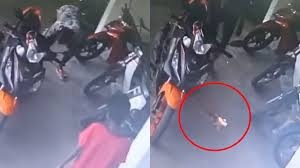 பூனைக் குட்டிக்கு தீமூட்டிய 3 ஆடவர்கள் தேடப்படுகின்றனர்