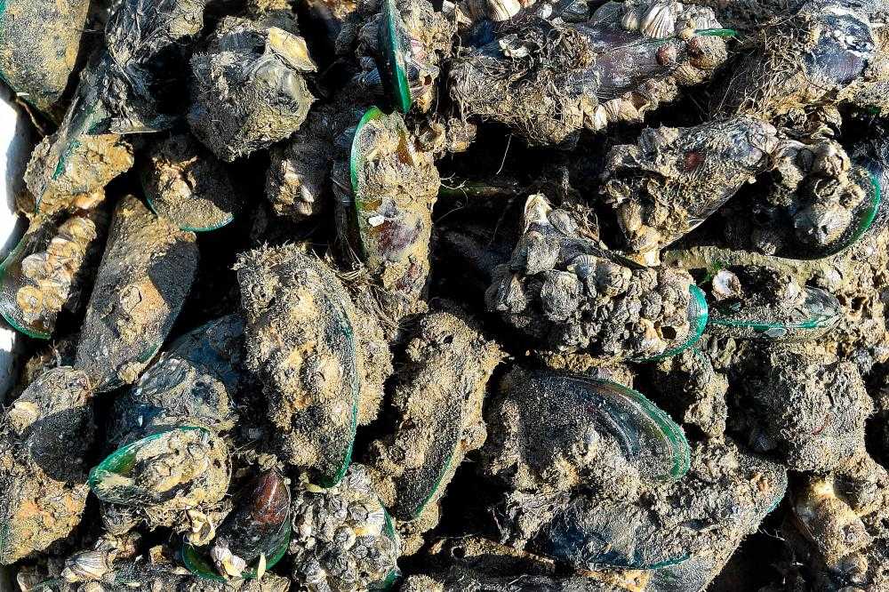 குப்பாங் சிப்பிகளை உட்கொள்ள விதிக்கப்பட்டுள்ள தடை தொடர்கிறது
