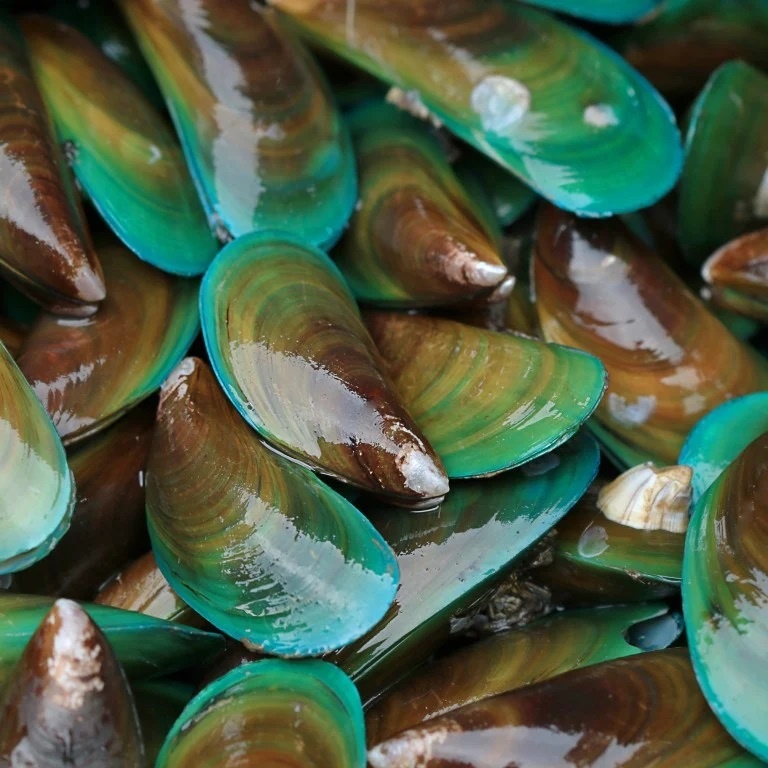 சிப்பி இறக்குமதிய கட்டுப்படுத்தியது சிங்கப்பூர்