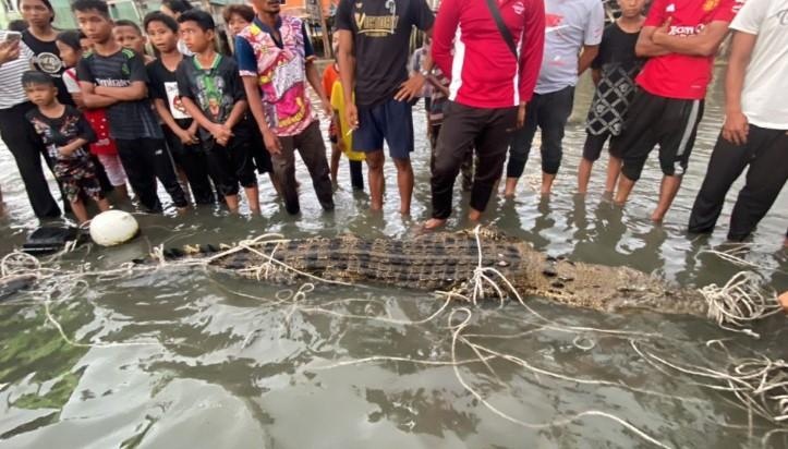 சிறாரைத் தாக்க முற்பட்ட முதலை சிக்கியது.