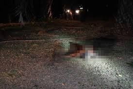 கொடிய விலகினத்தால் தாக்கப்பட்டு முதியவர் மரணம்