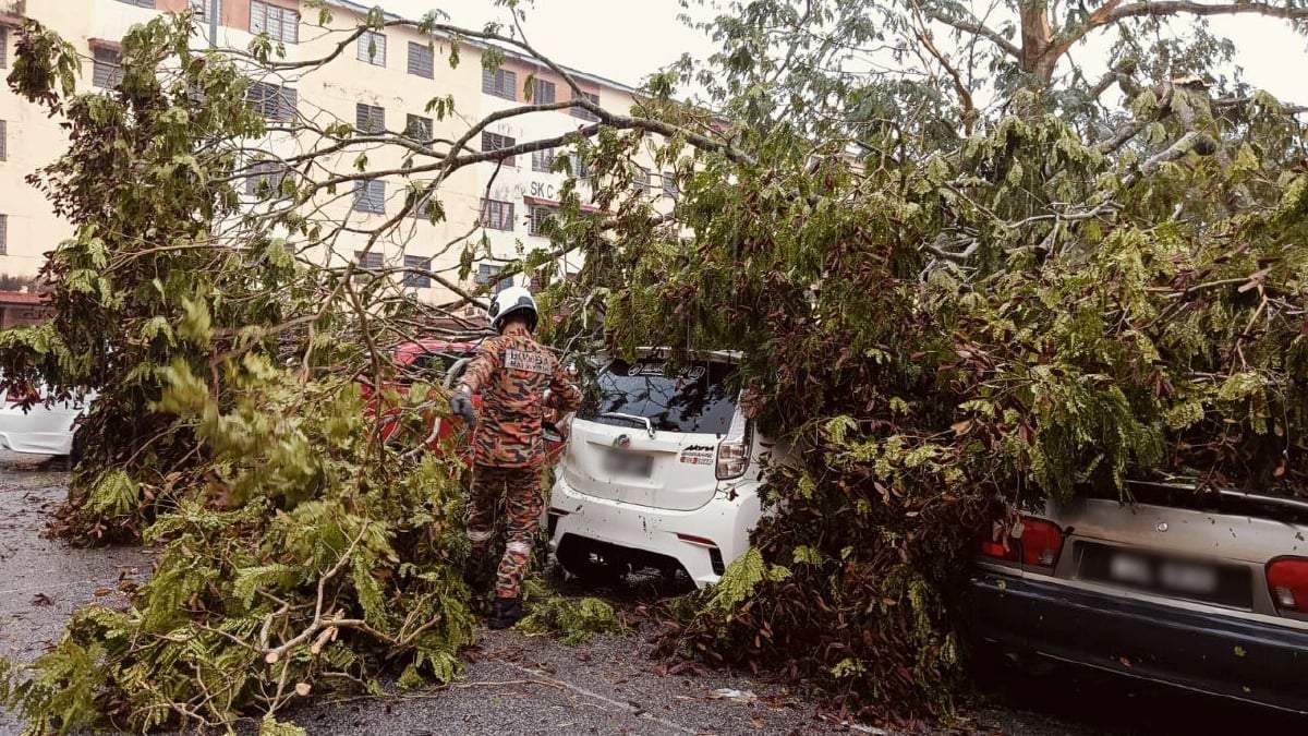 மரம் விழுந்து மூன்று கார்கள் சேதம்
