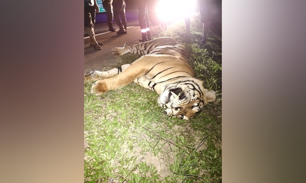 காரில் மோதி புலி உயிரிழந்தது