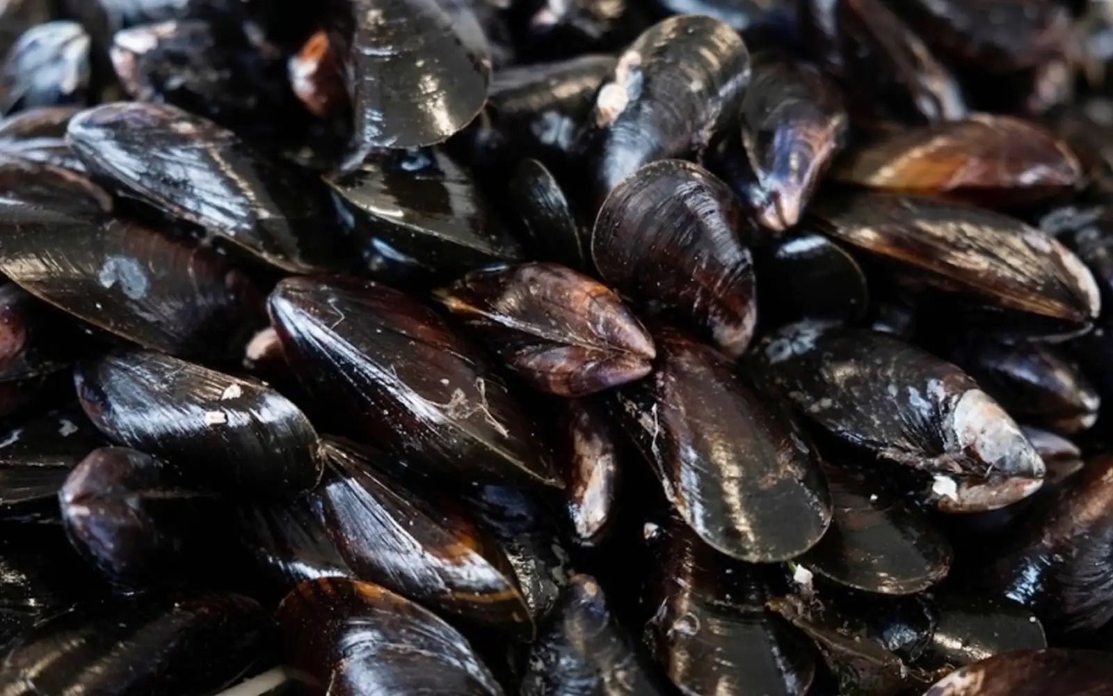 சிப்பிகள் உண்பதற்கு பாதுகாப்பானது அல்ல