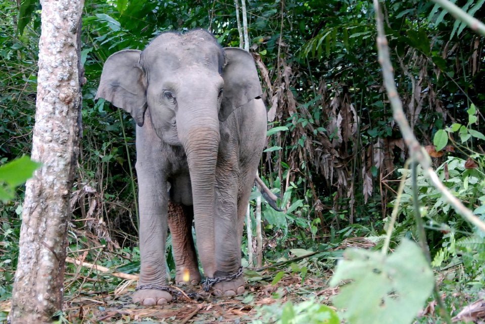 யானை தாக்கி வெளிநாட்டு பிரஜை மரணம்