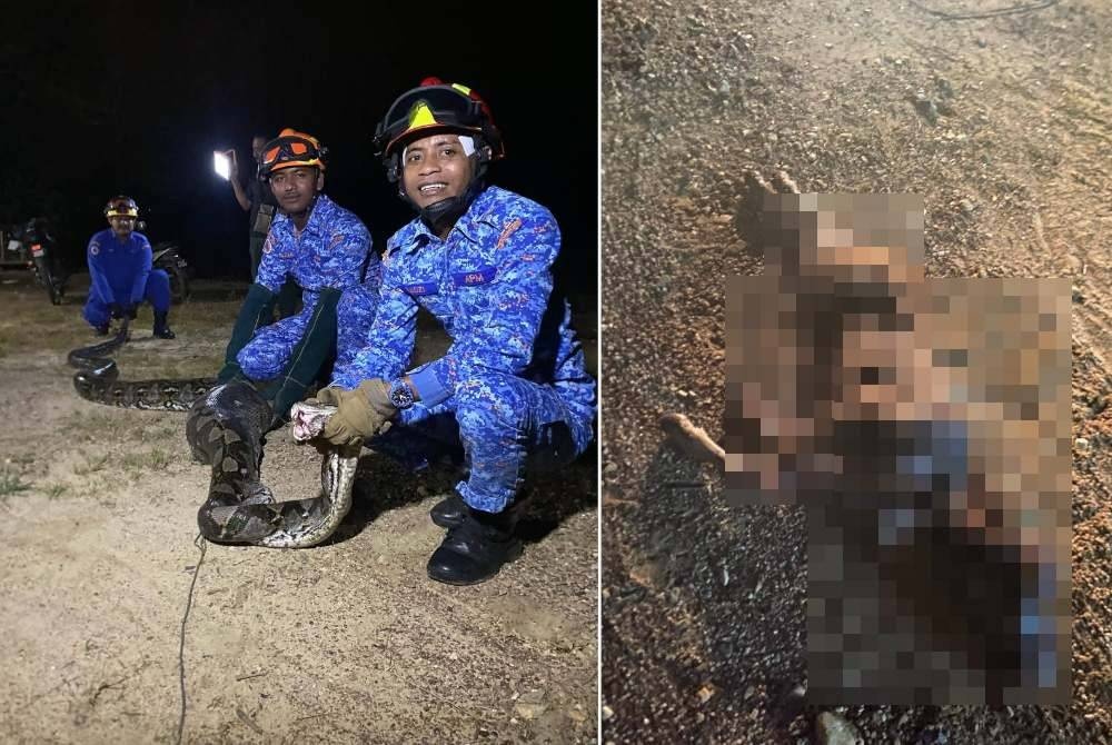 கன்றுக்குட்டியை விழுங்க மலைப்பாம்பு முயற்சி