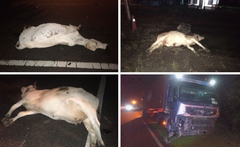 டிரெய்லர் லோரி 7 மாடுகள் மடிந்தன