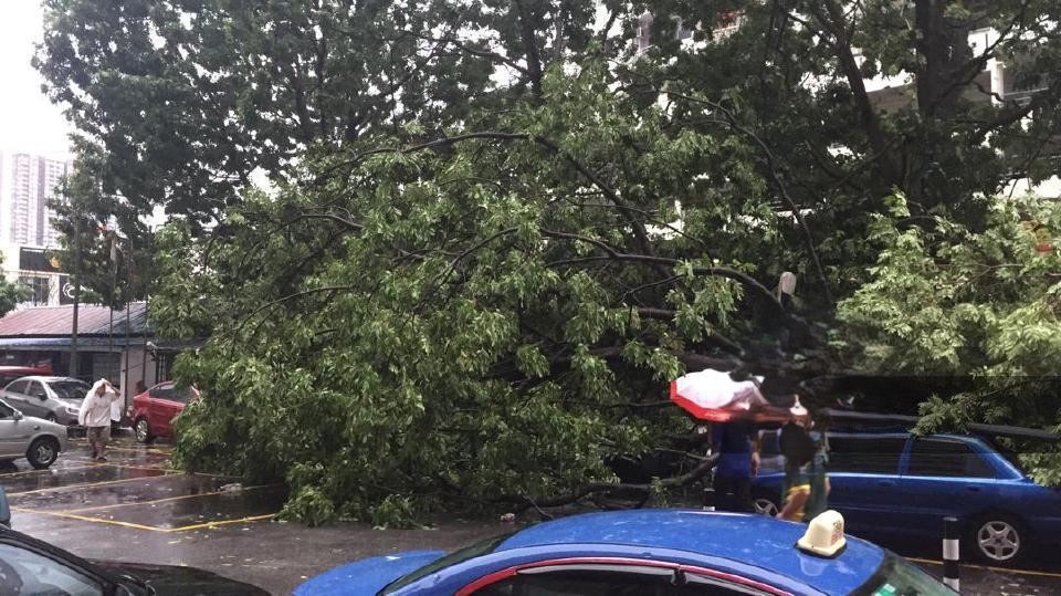 கனத்த புயலினால் 30 மரங்கள் விழுந்தன