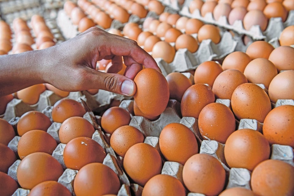 முட்டை விநியோகம் நிலைத்தன்மைக்கு திரும்பியுள்ளது